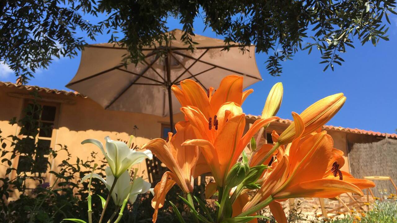 Colourful garden with flowers